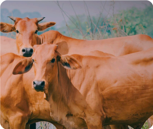 Cow’Zise ผู้ช่วยวัดขนาดโคเนื้อประจำฟาร์มยุค 4.0 ที่ฉลาดและเป๊ะมาก